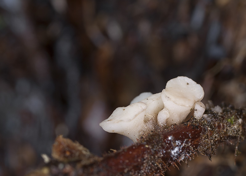 Cudoniella tenuispora